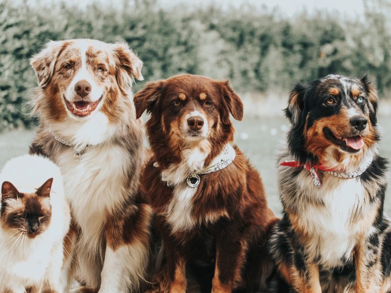 Kikizzzzz LEKHAPPY-00011